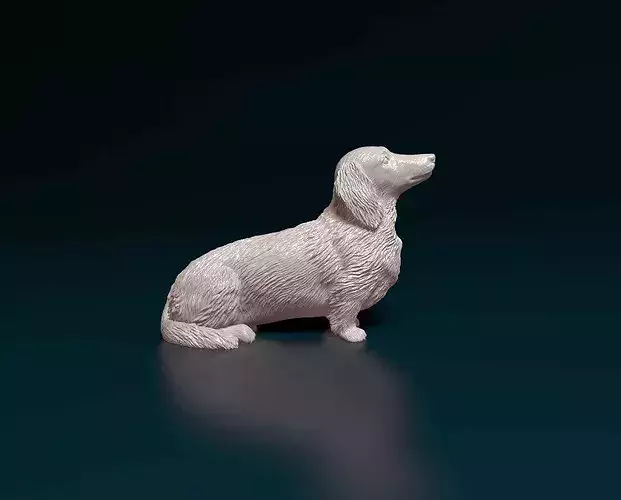 Dachshund dog