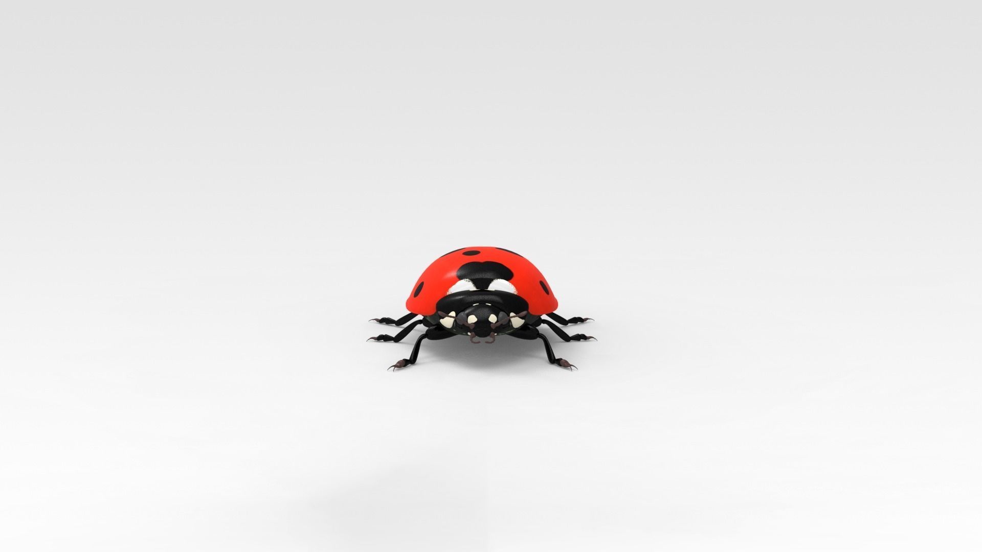 Ladybug 3D model_1