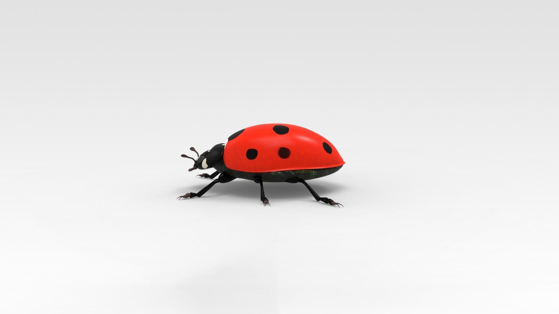 Ladybug 3D model_3