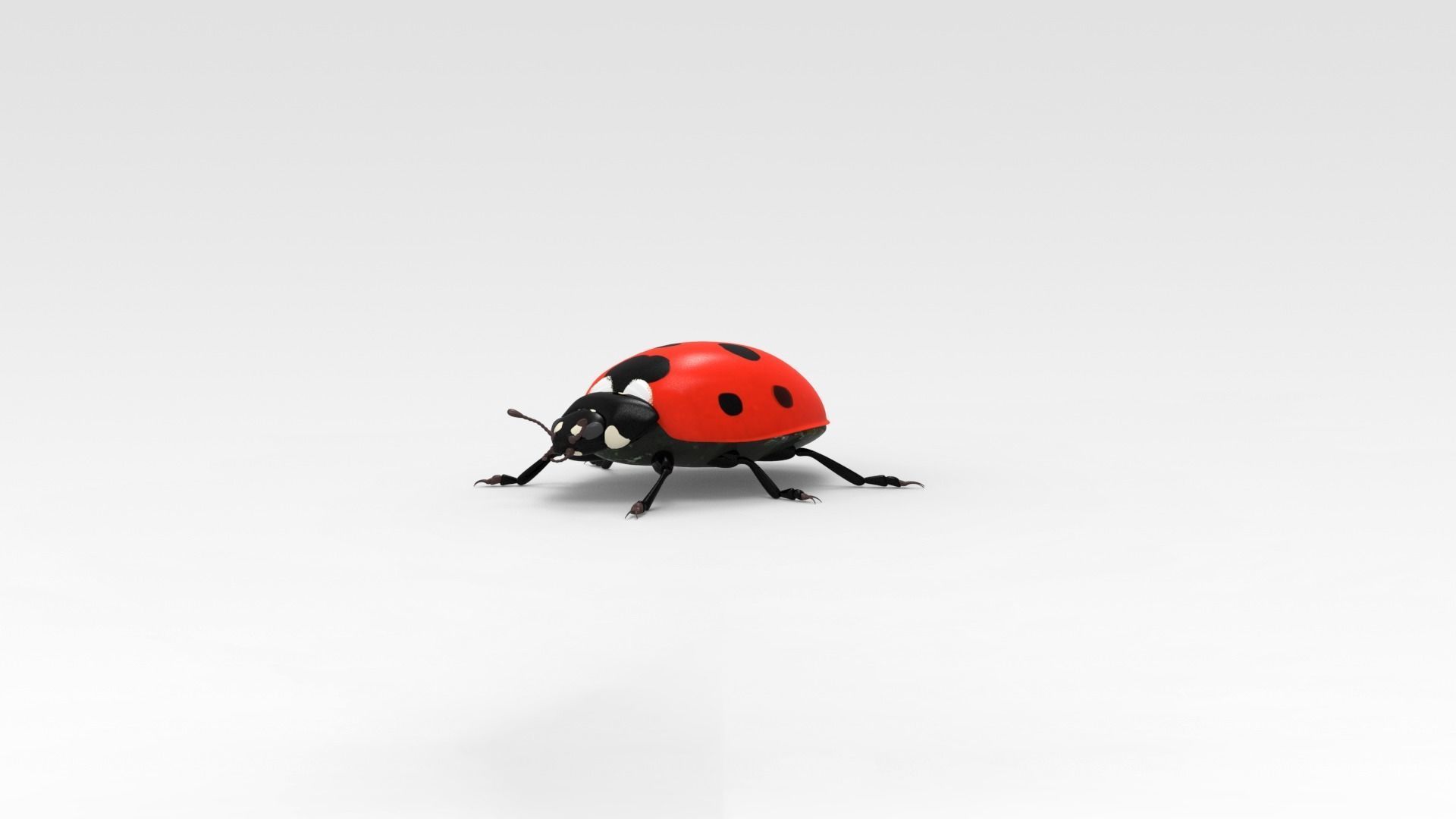 Ladybug 3D model_2