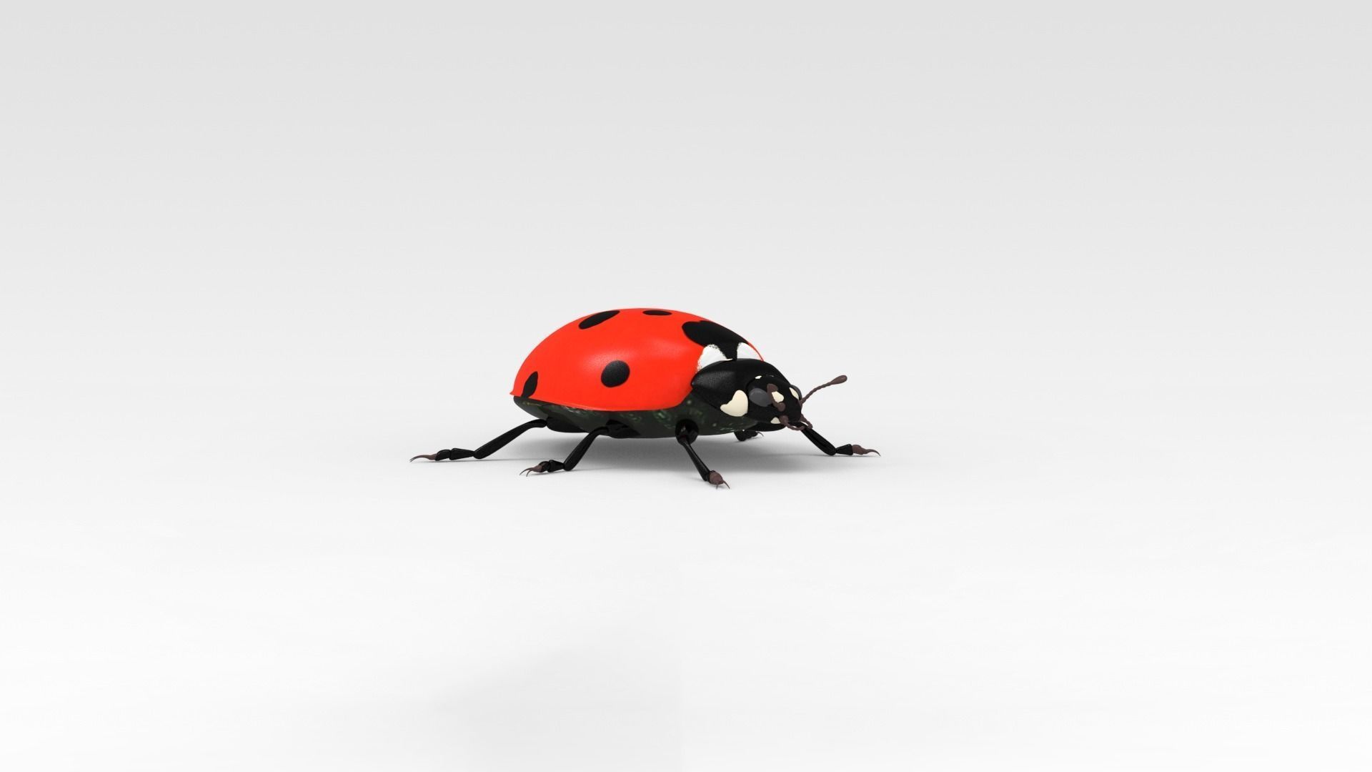 Ladybug 3D model_6