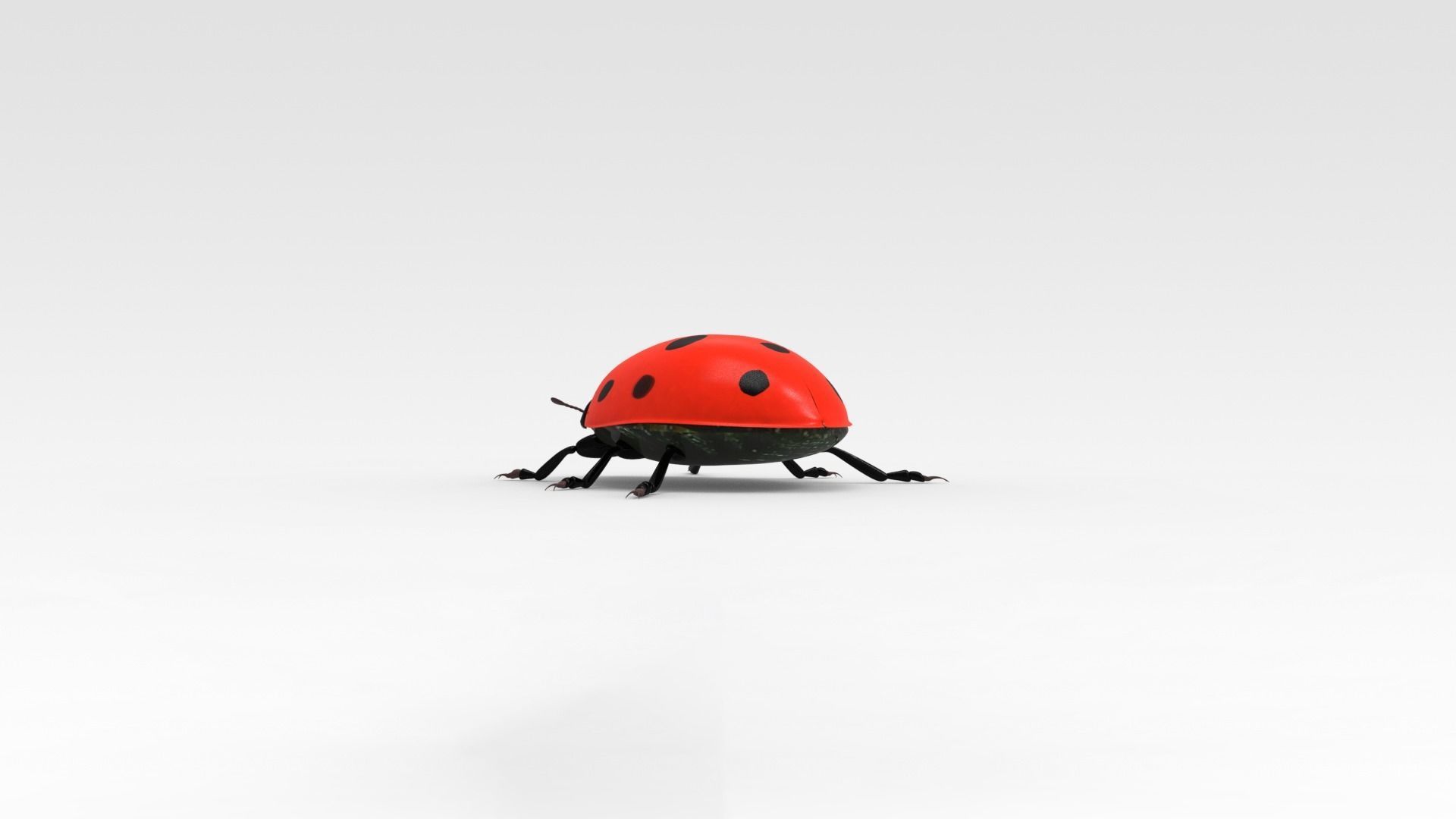 Ladybug 3D model_4