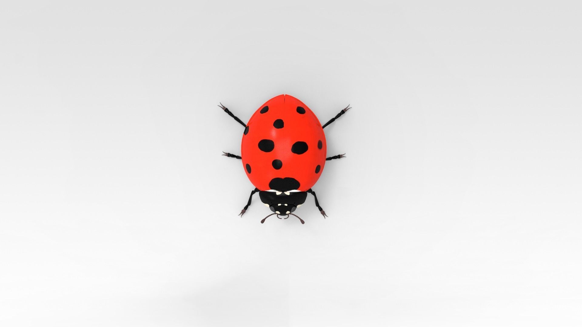 Ladybug 3D model_7