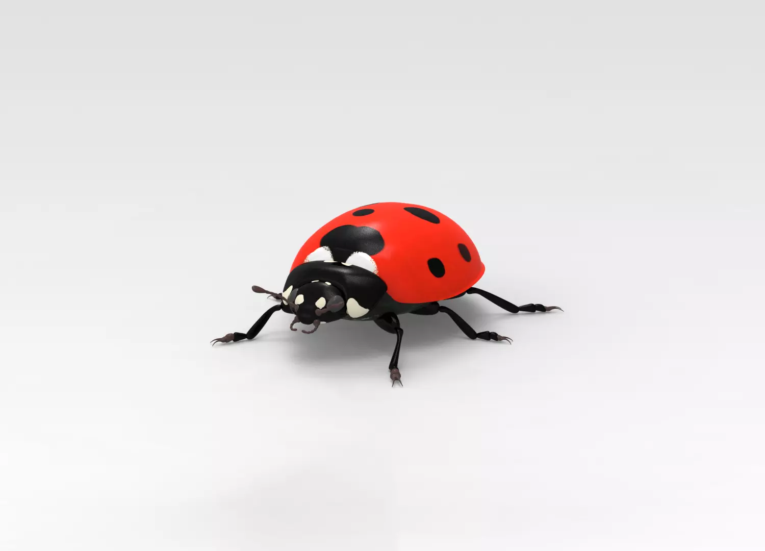 Ladybug 3D model_0