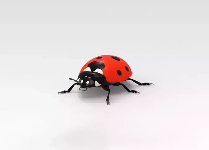 Ladybug