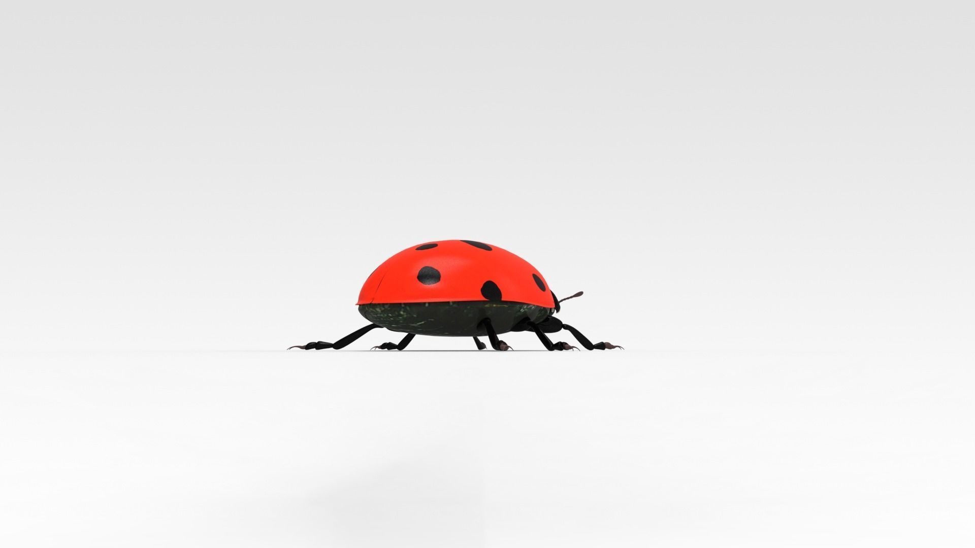 Ladybug 3D model_5