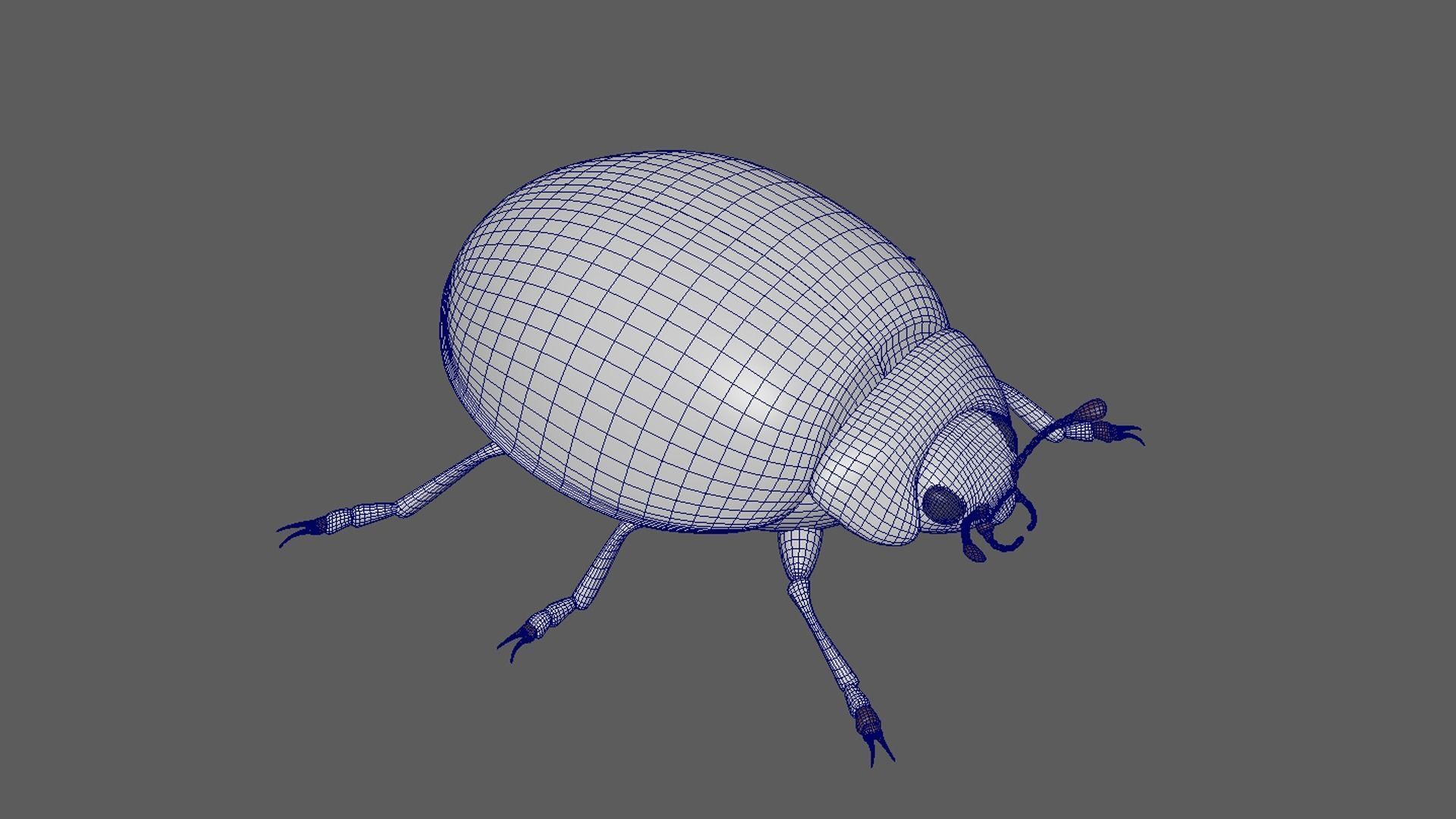 Ladybug 3D model_8