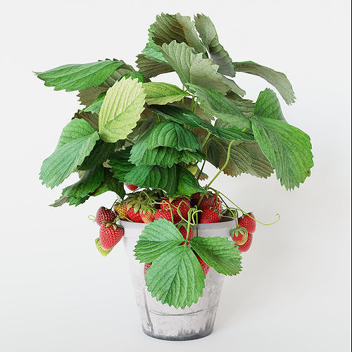 Strawberry in pot 3D model 3