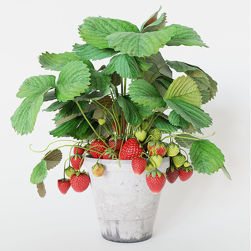 Strawberry in pot 3D model 2