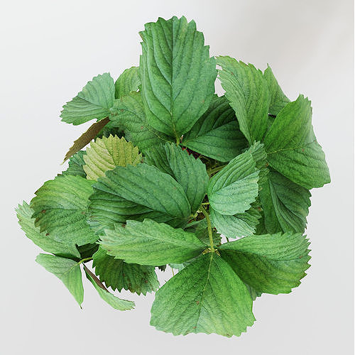 Strawberry in pot 3D model 6