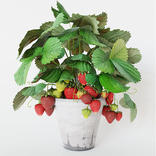 Strawberry in pot 3D model 4