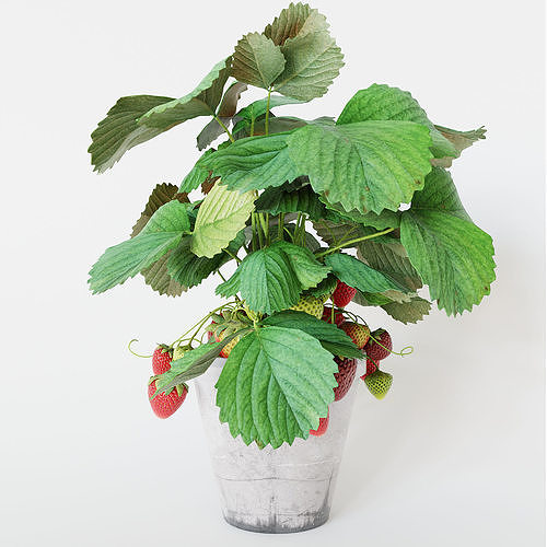 Strawberry in pot 3D model 5