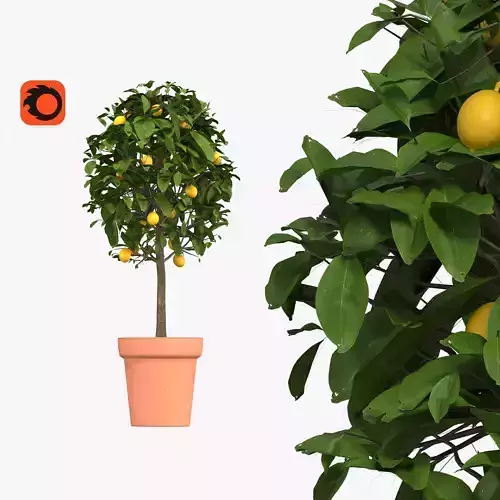 Lemon tree in a pot - two trees