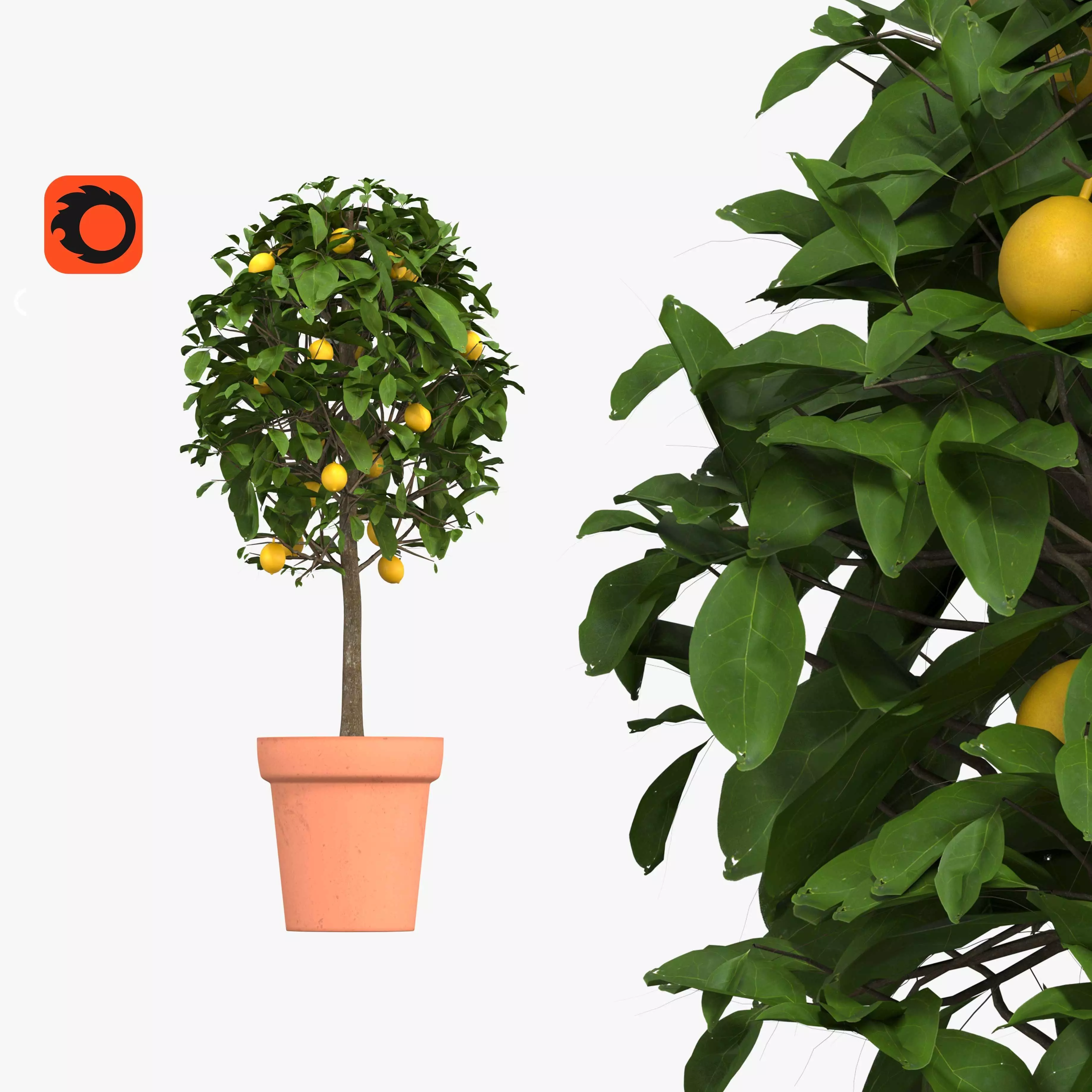 Lemon tree in a pot - two trees 3D model