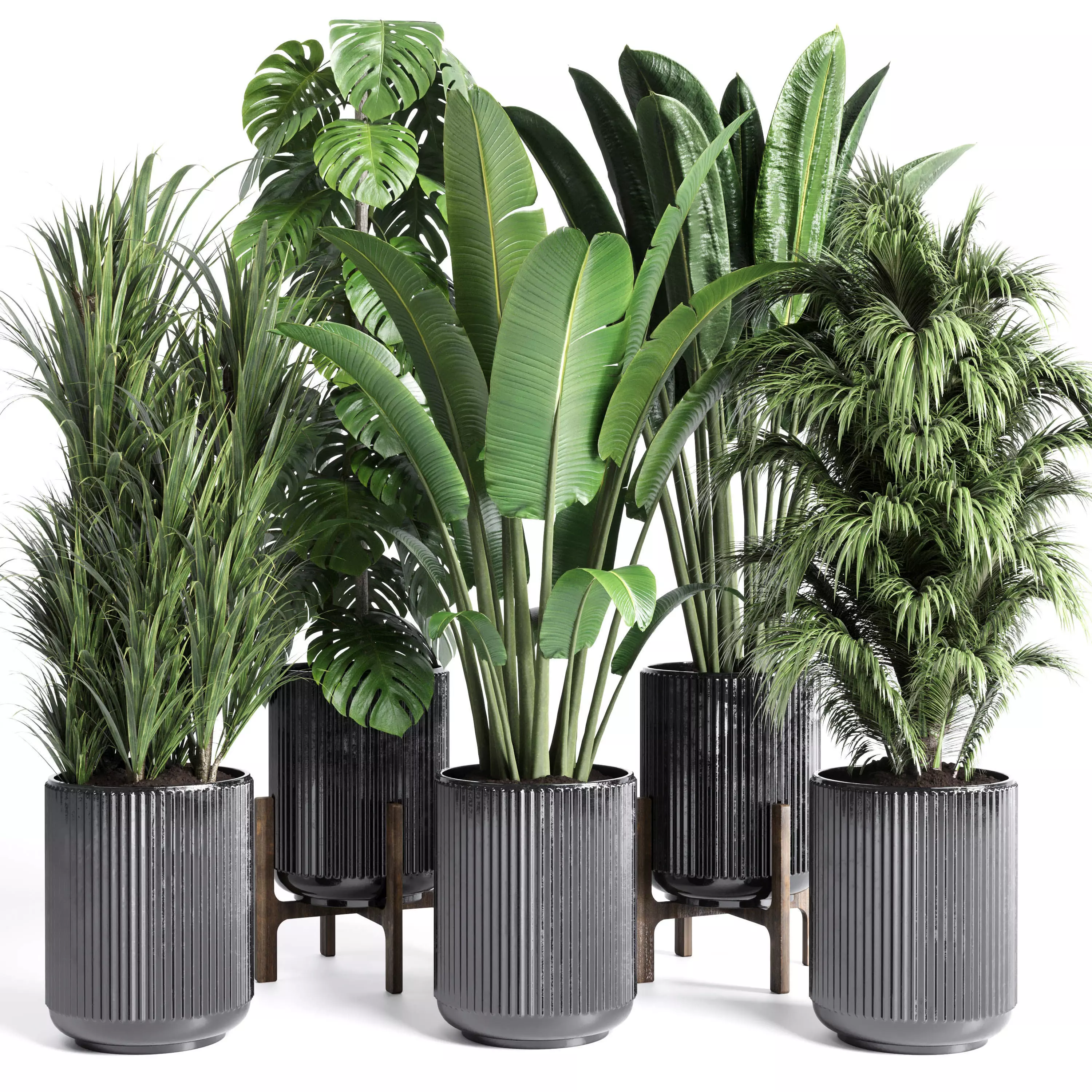 indoor plant 201 ravenala ficus rubbery monstera concrete dirt Low-poly 3D model