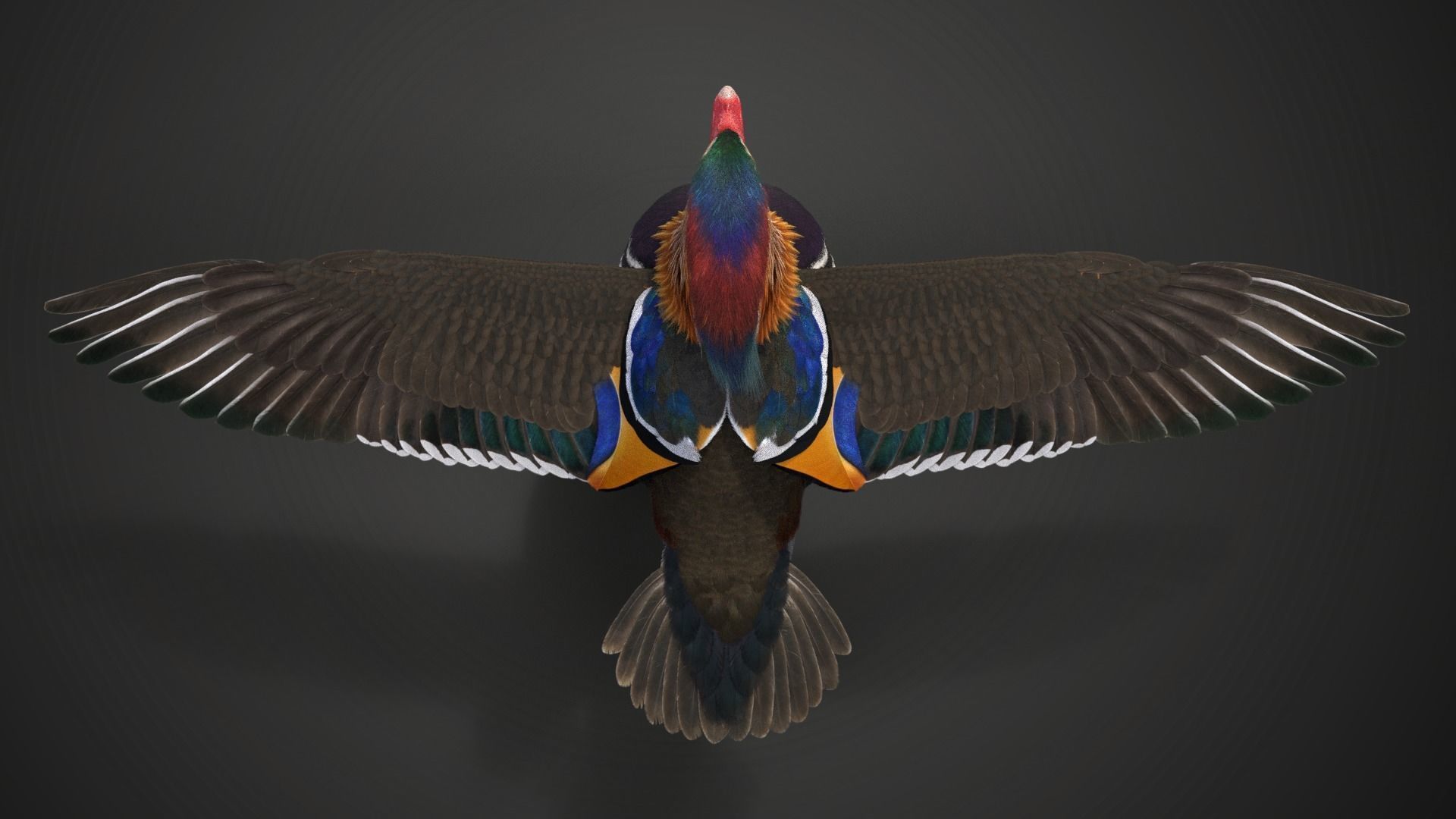 Mandarin Duck Male Animated VFX Grace 3D model_12