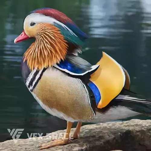 Mandarin Duck Male Animated VFX Grace 3D model
