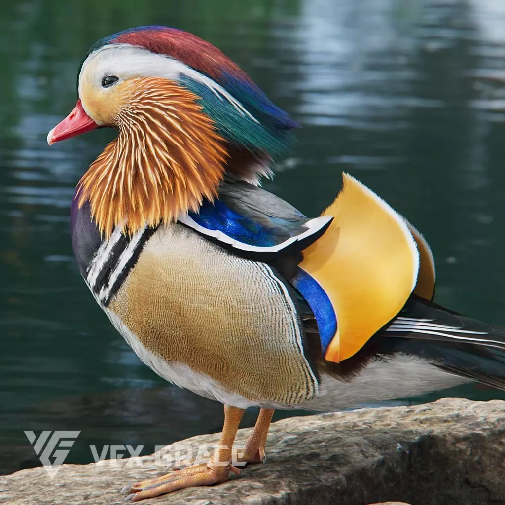 Mandarin Duck Male Animated VFX Grace 3D model_0