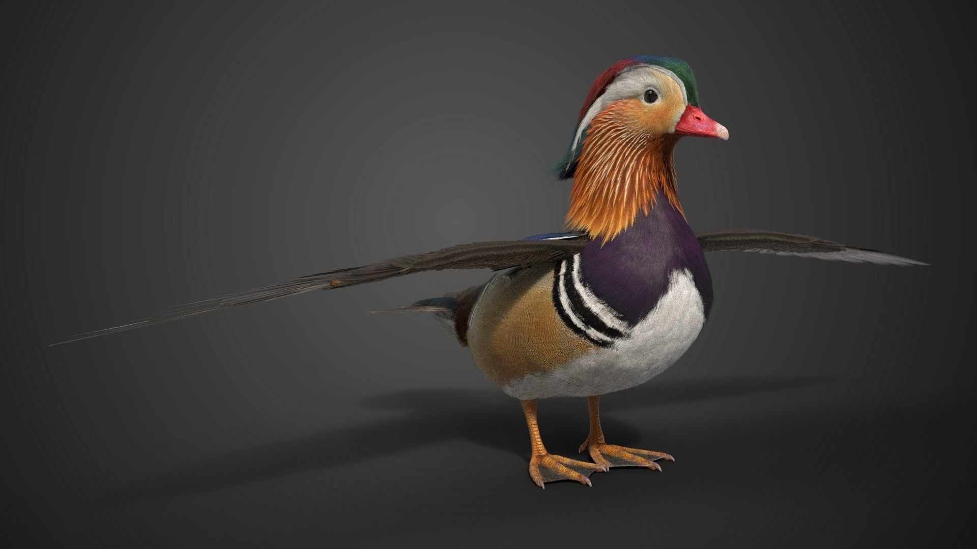 Mandarin Duck Male Animated VFX Grace 3D model_6