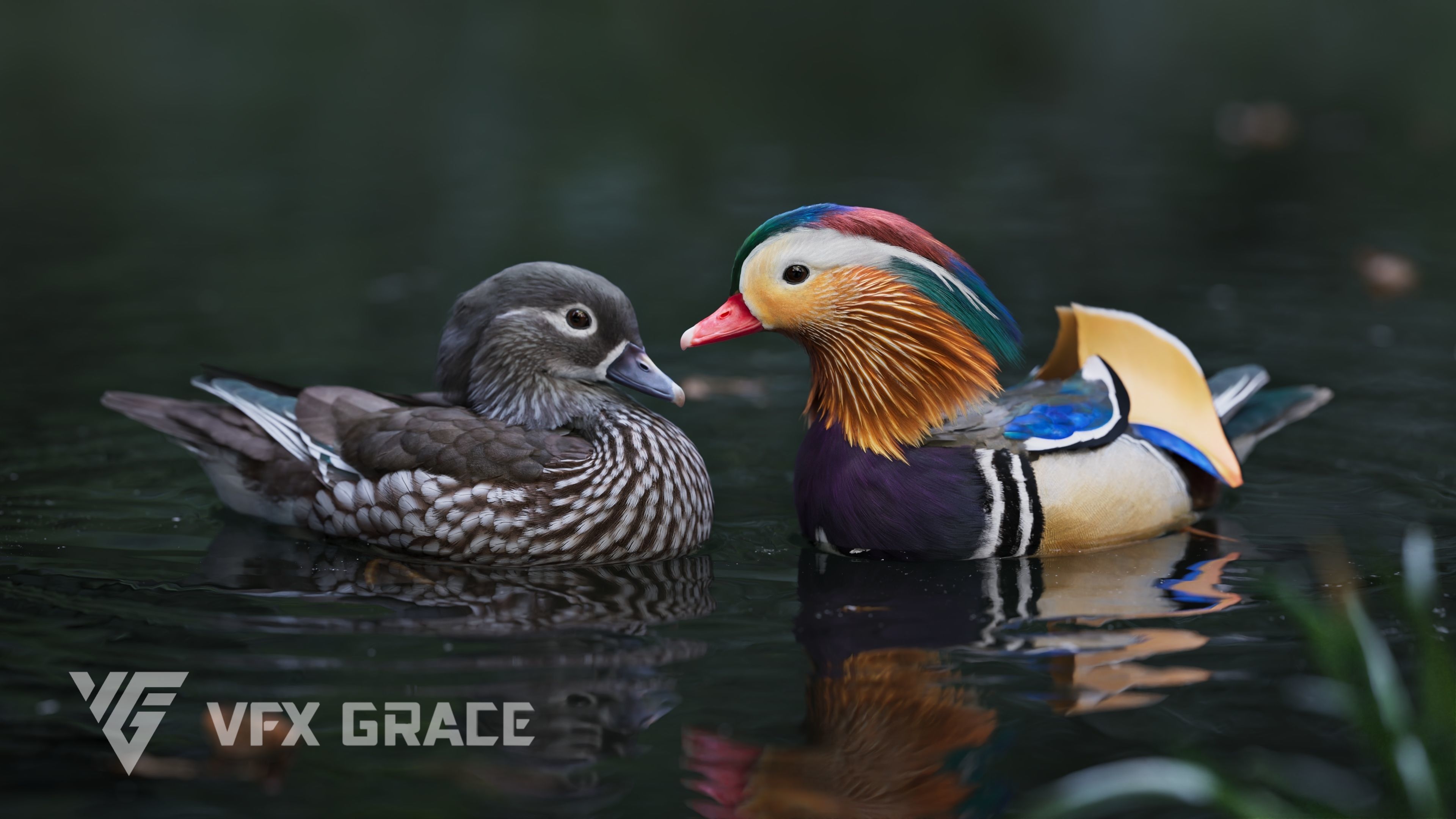 Mandarin Duck Male Animated VFX Grace 3D model_5