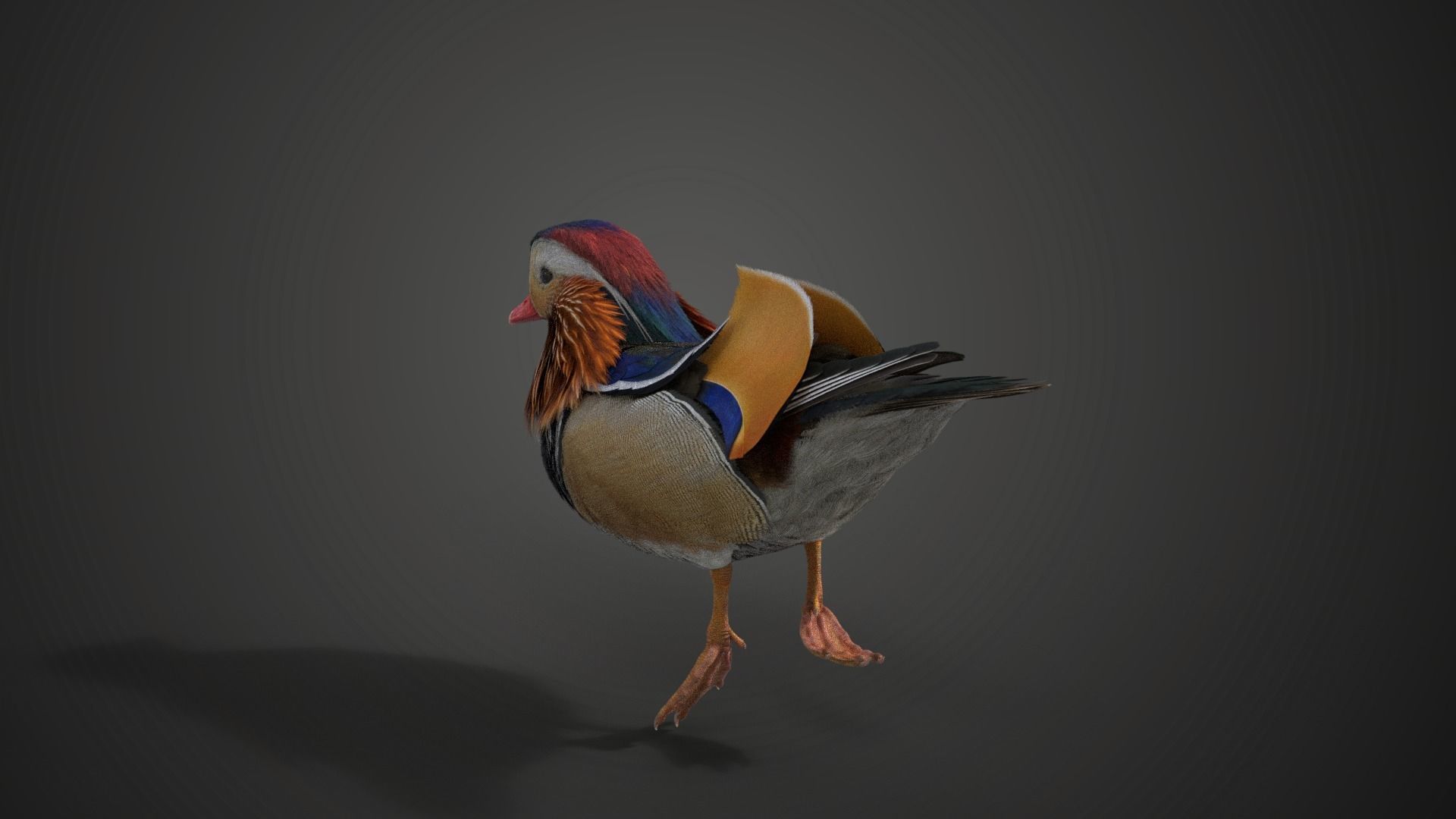 Mandarin Duck Male Animated VFX Grace 3D model_9