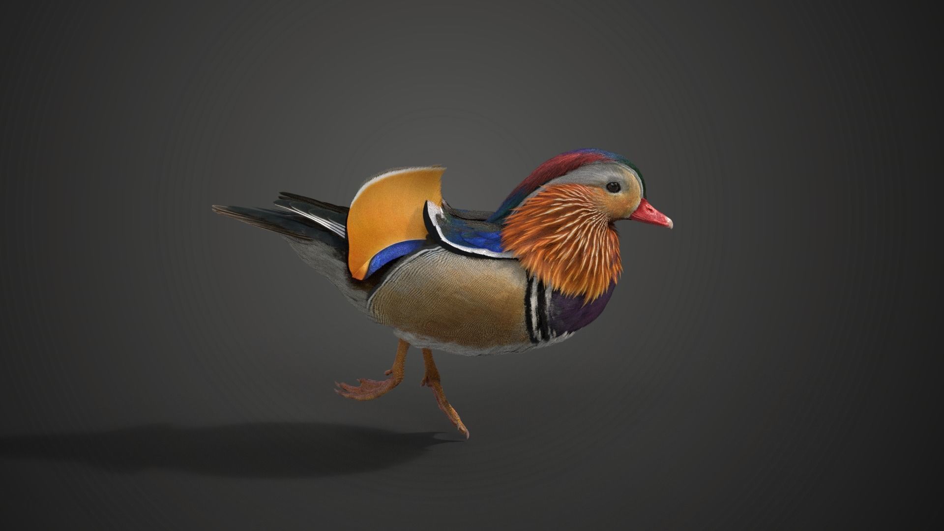 Mandarin Duck Male Animated VFX Grace 3D model_8