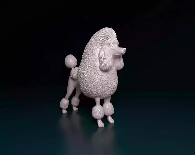 Poodle Continental dog 3D print model