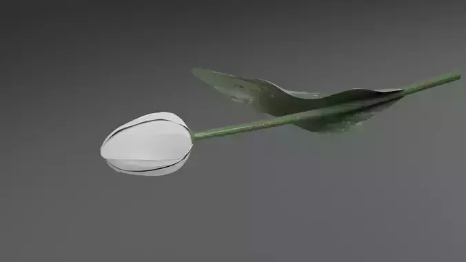 Tulip universal plant Tulips flower garden white Free low-poly 3D model