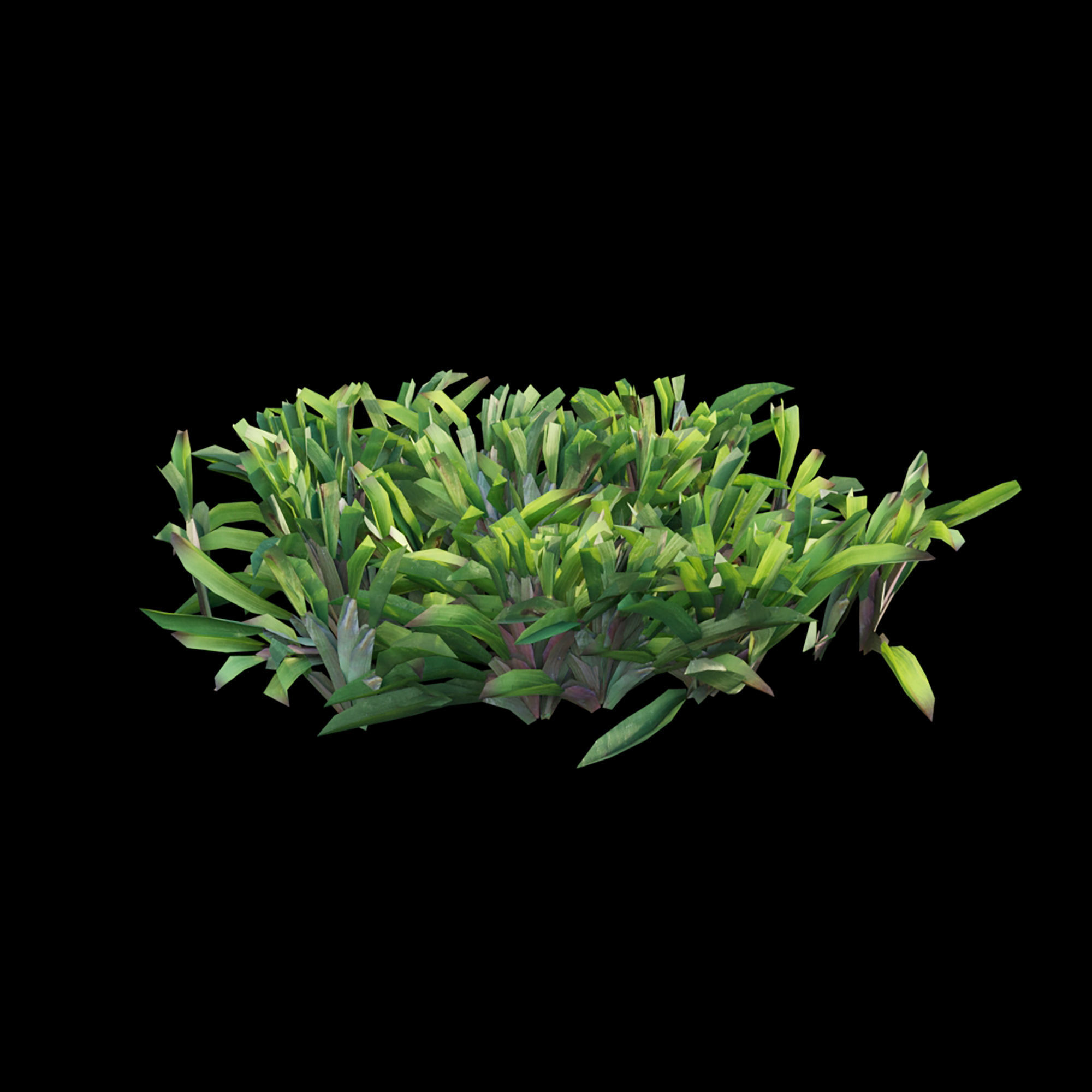 Axonopus compressus-cut-01 3D model_2