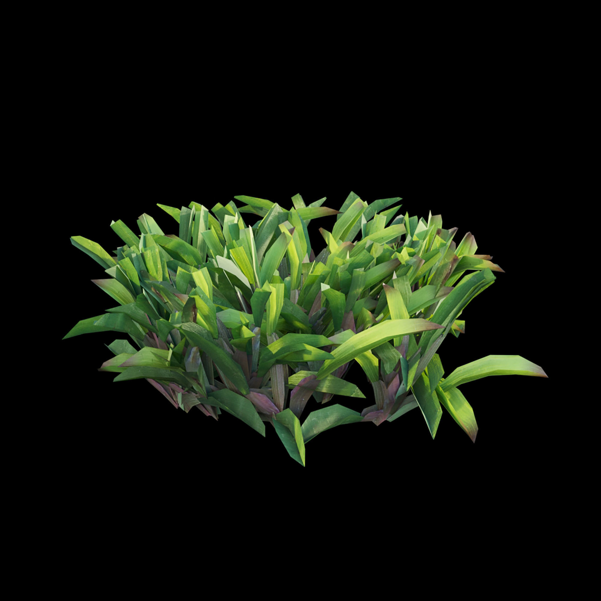 Axonopus compressus-cut-01 3D model_3