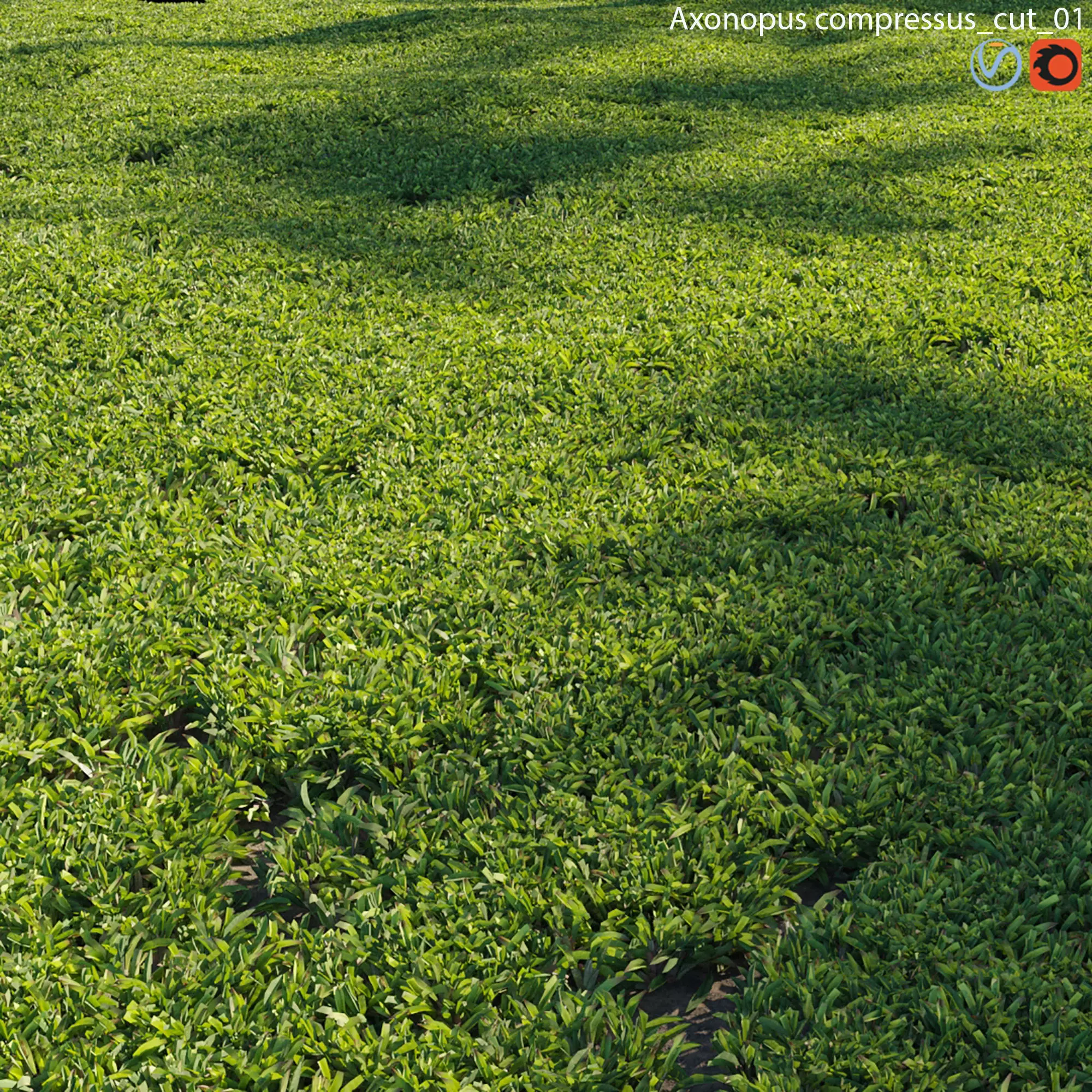 Axonopus compressus-cut-01 3D model_0