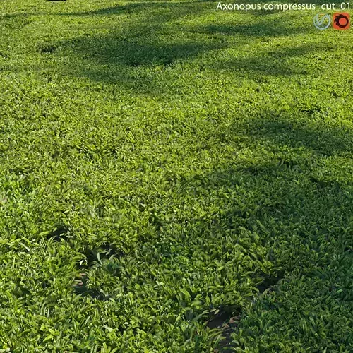 Axonopus compressus-cut-01