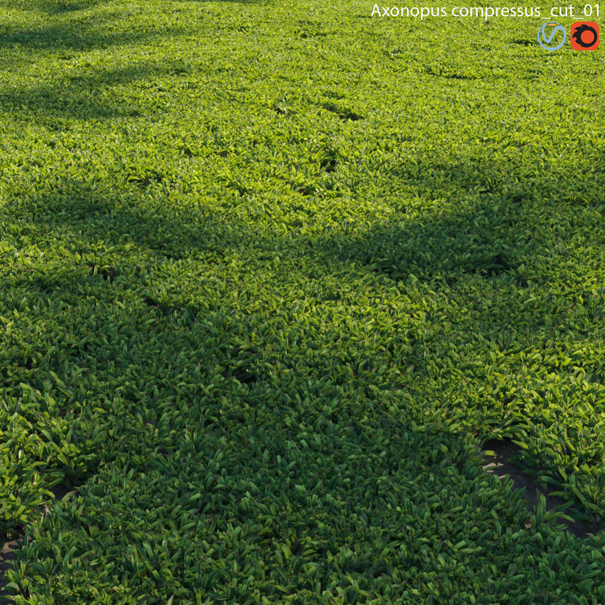 Axonopus compressus-cut-01 3D model_1