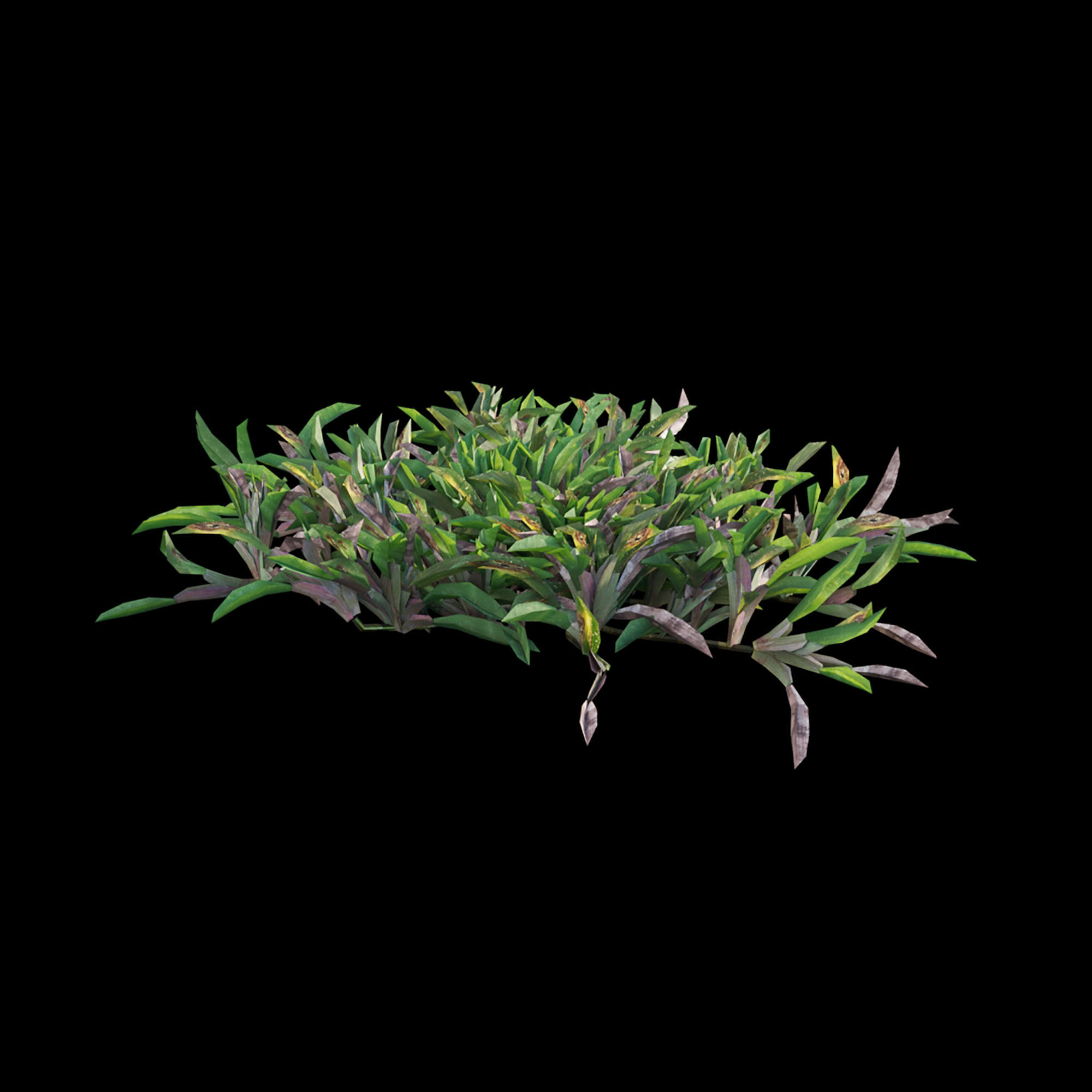 Axonopus compressus-cut-02 3D model_2