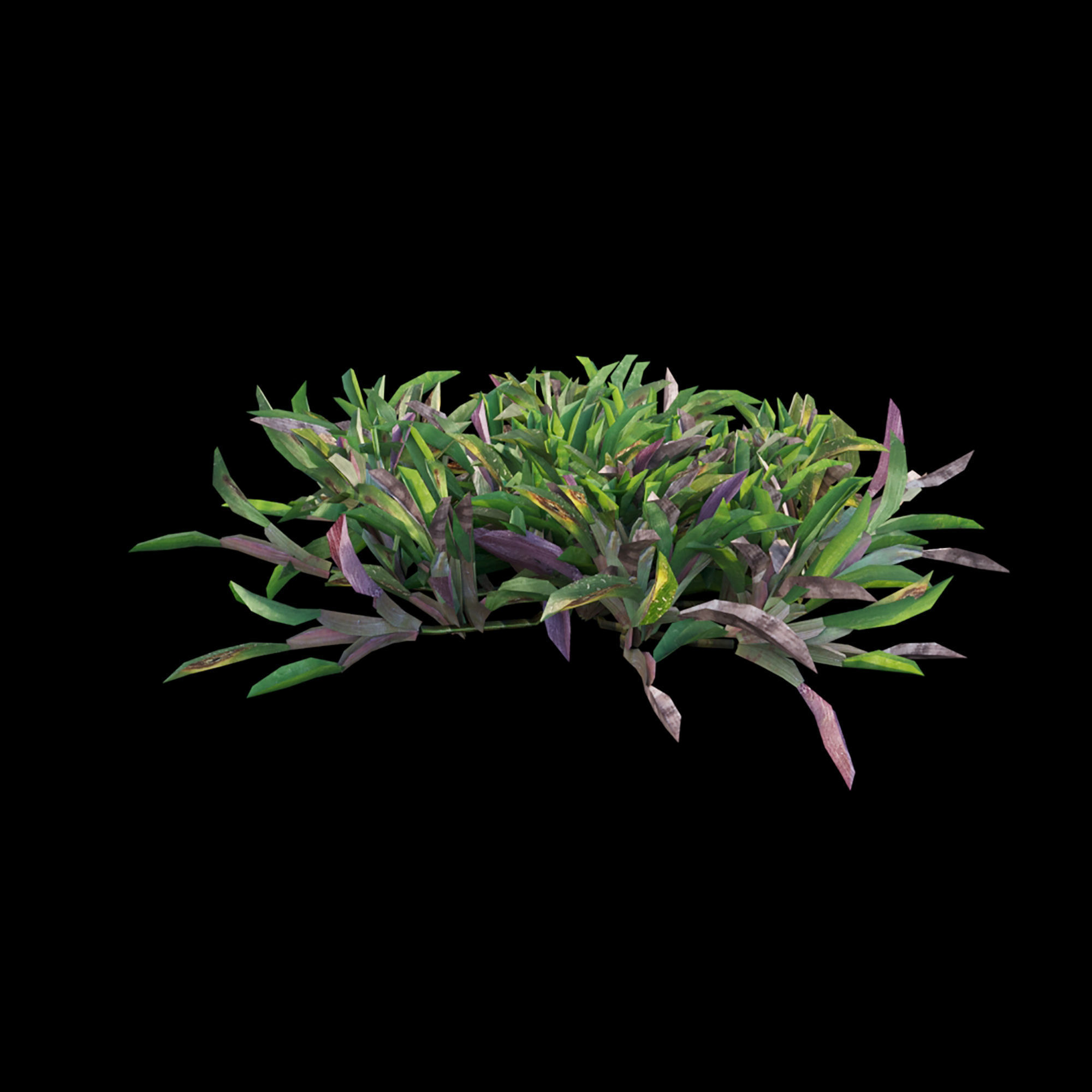 Axonopus compressus-cut-02 3D model_3