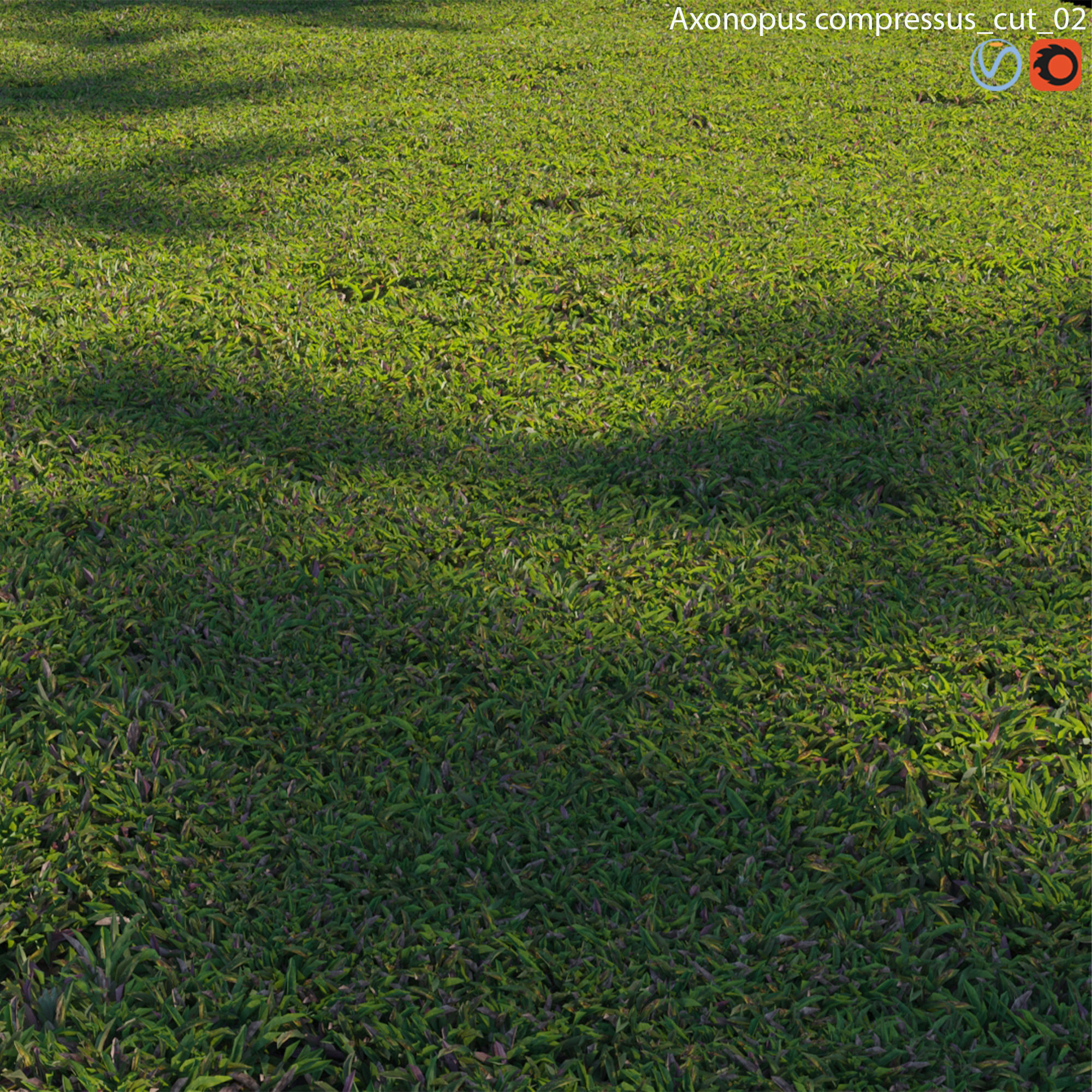 Axonopus compressus-cut-02 3D model_1