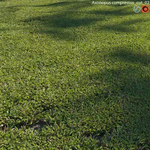 Axonopus compressus-cut-02