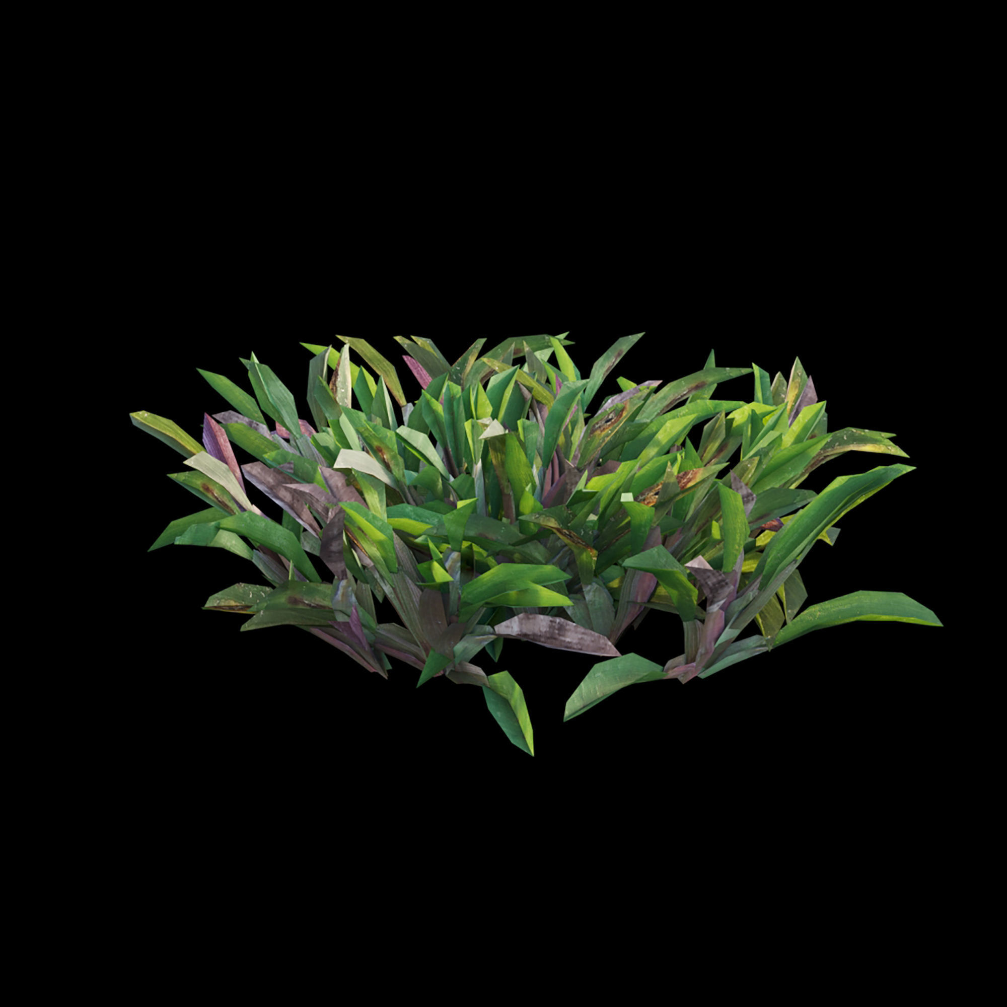 Axonopus compressus-cut-02 3D model_4