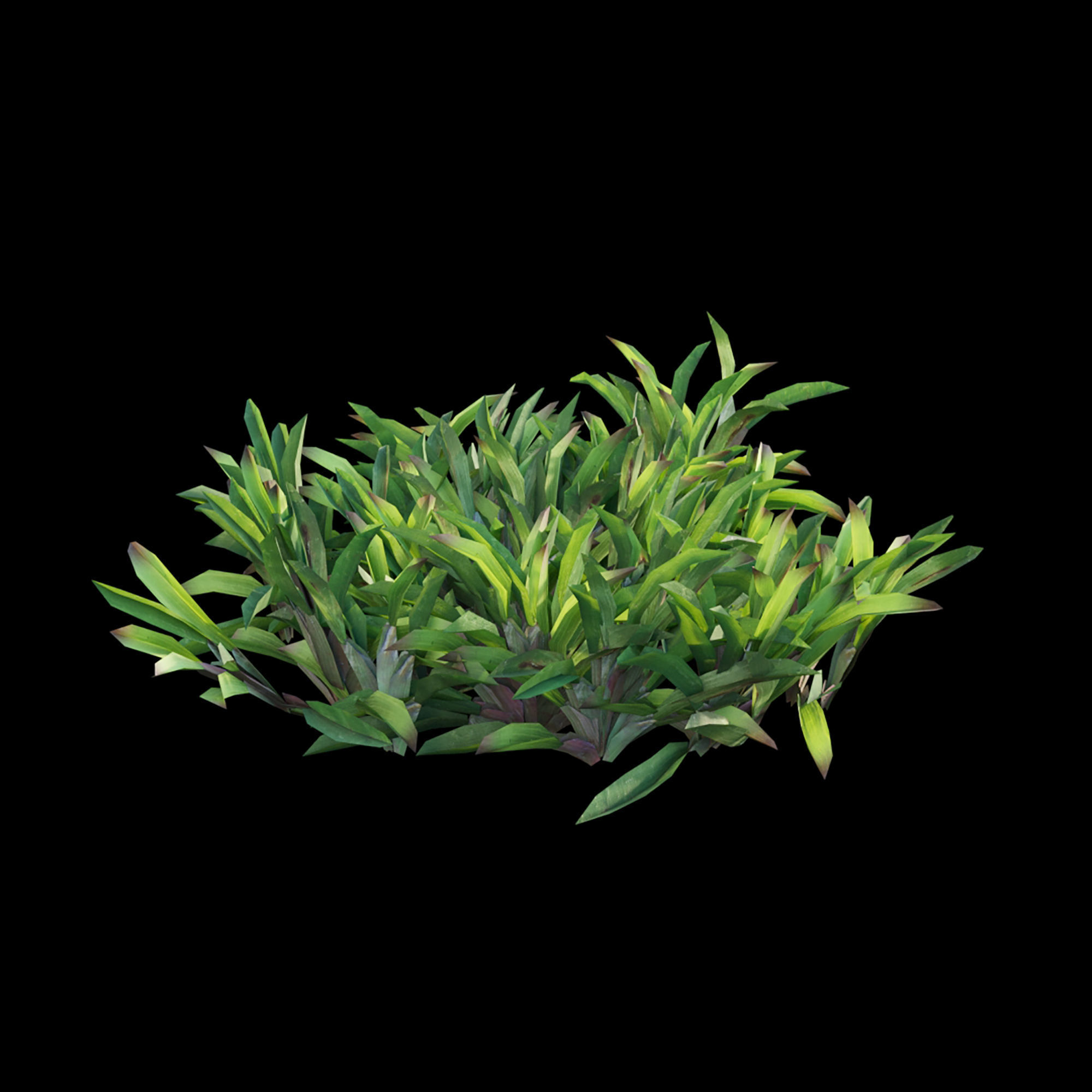 Axonopus compressus 01 3D model_3