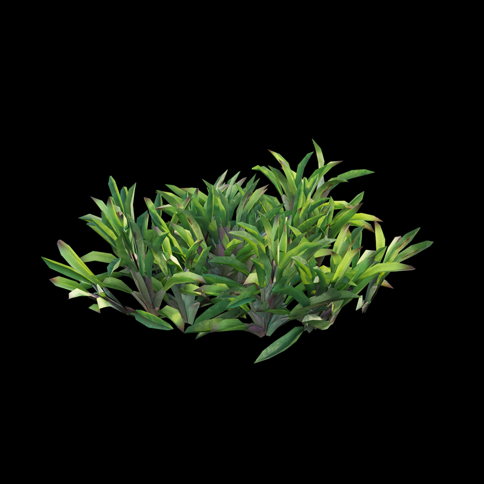 Axonopus compressus 01 3D model_4