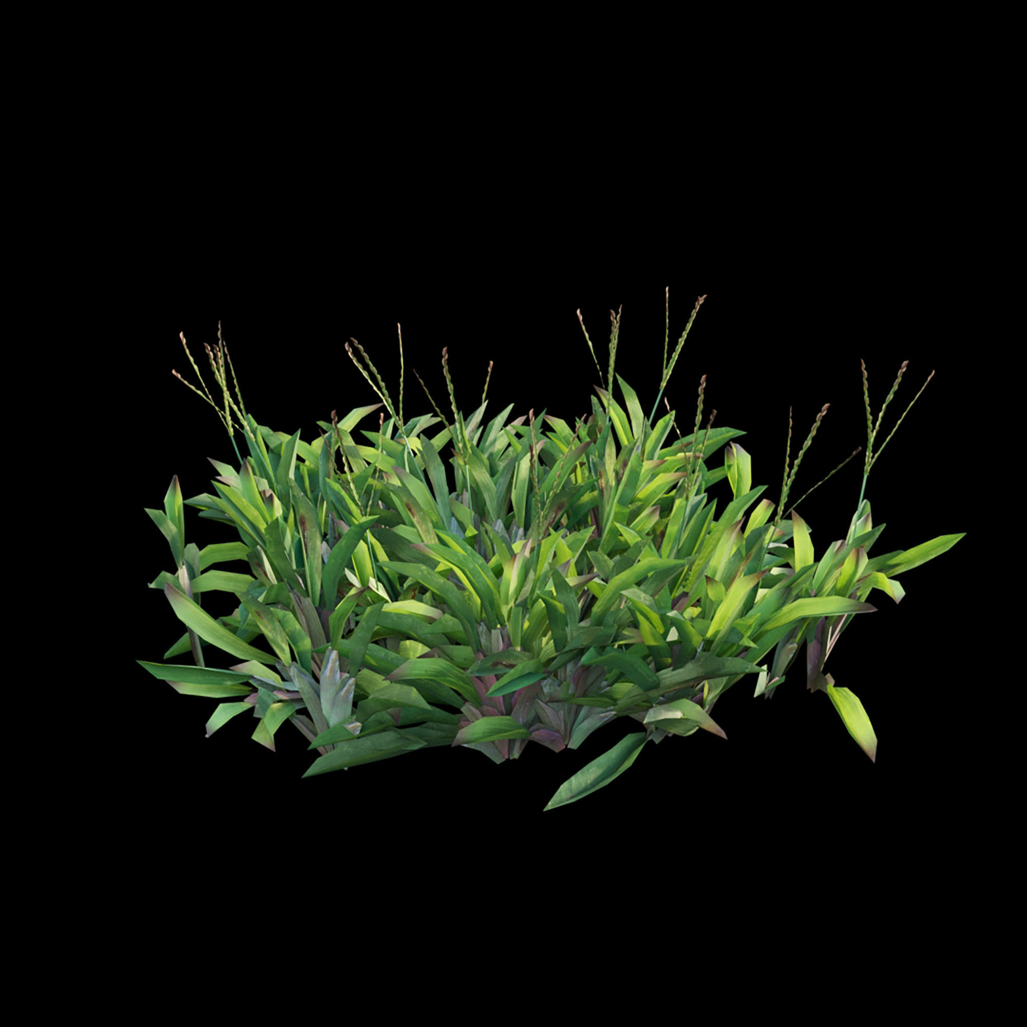 Axonopus compressus 01 3D model_2