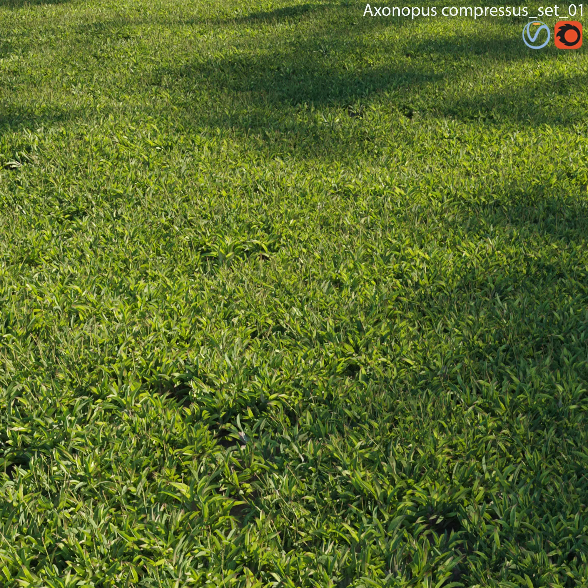 Axonopus compressus 01 3D model_0