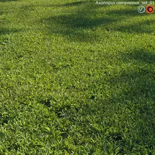 Axonopus compressus 01