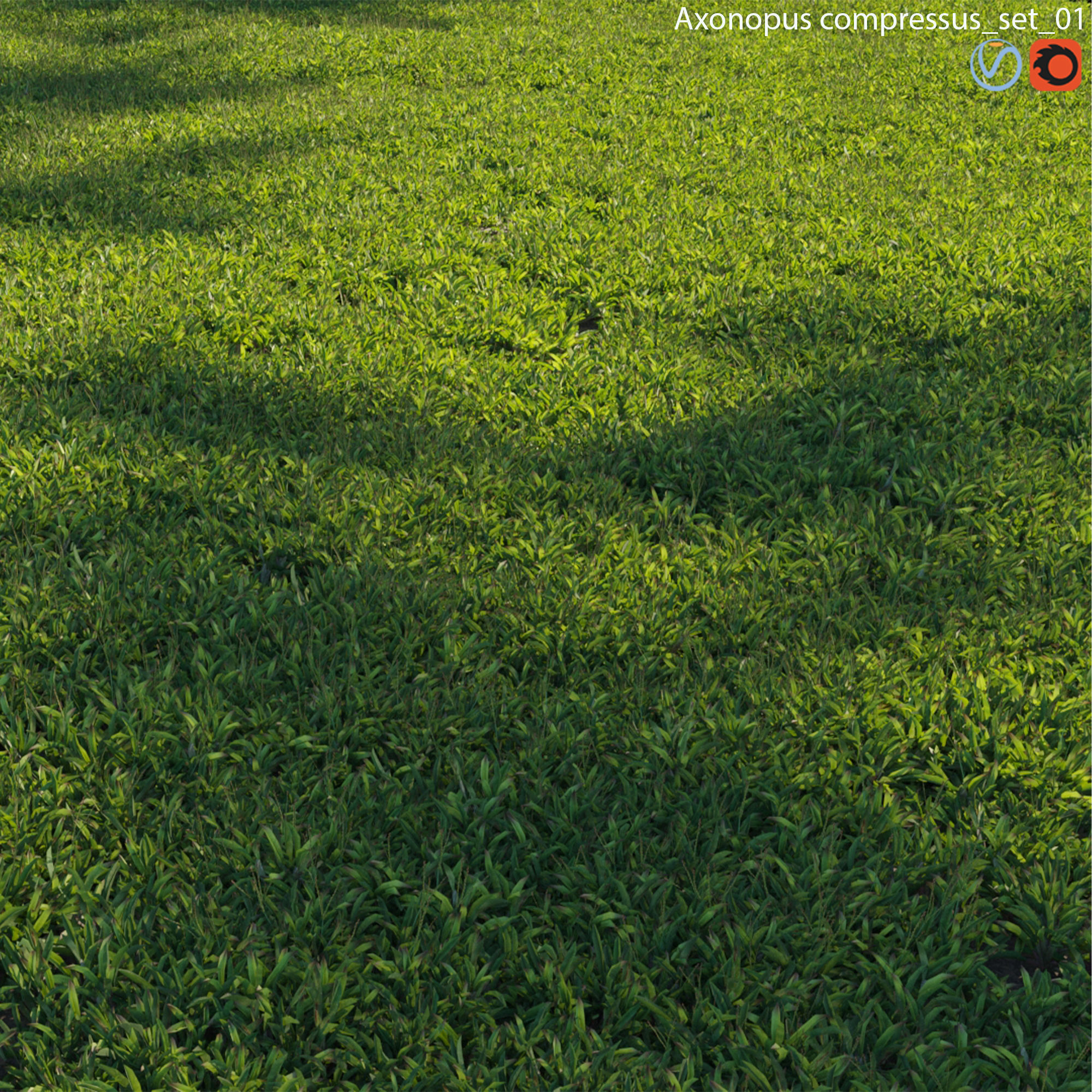 Axonopus compressus 01 3D model_1