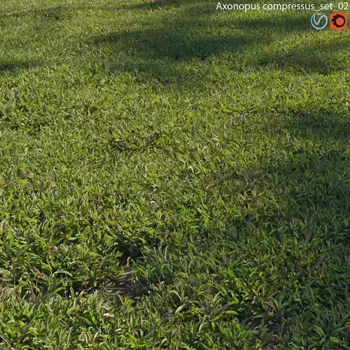 Axonopus compressus 02