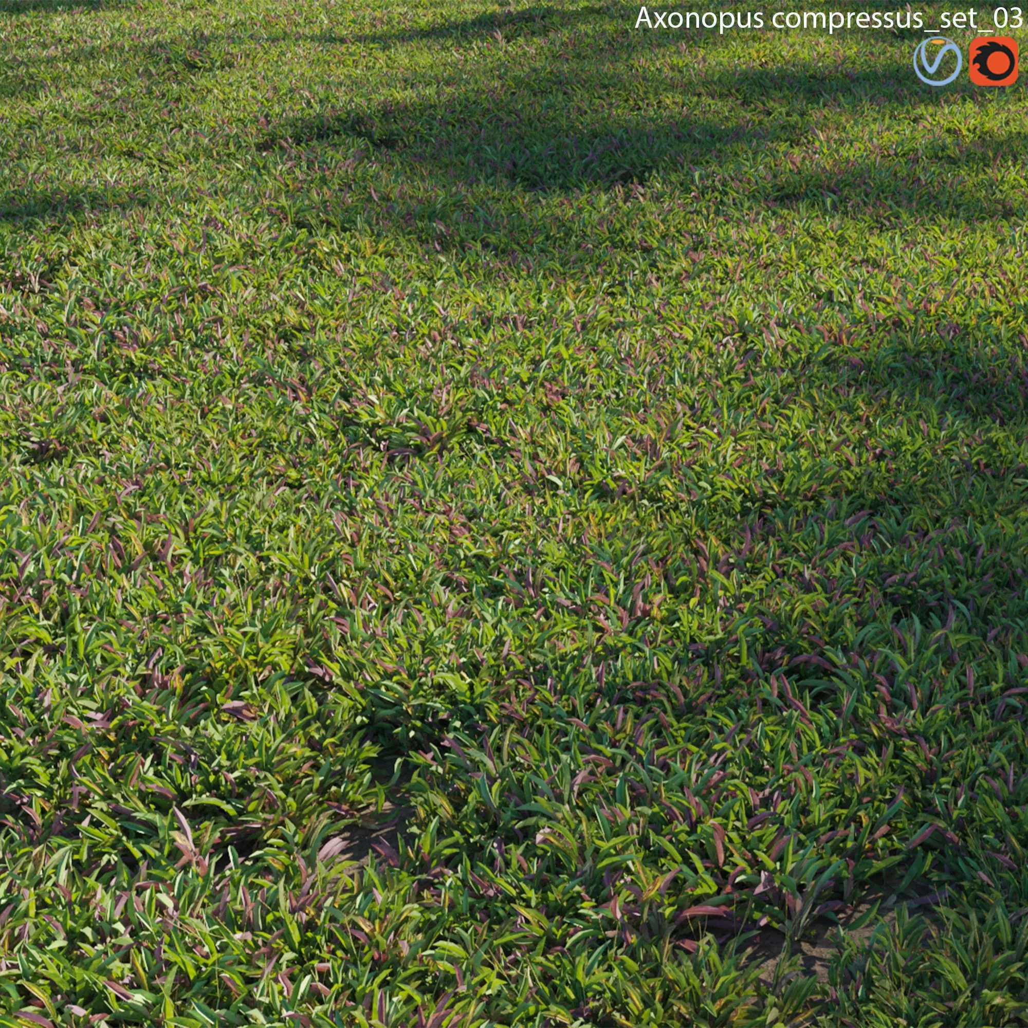 Axonopus compressus 03 3D model_0