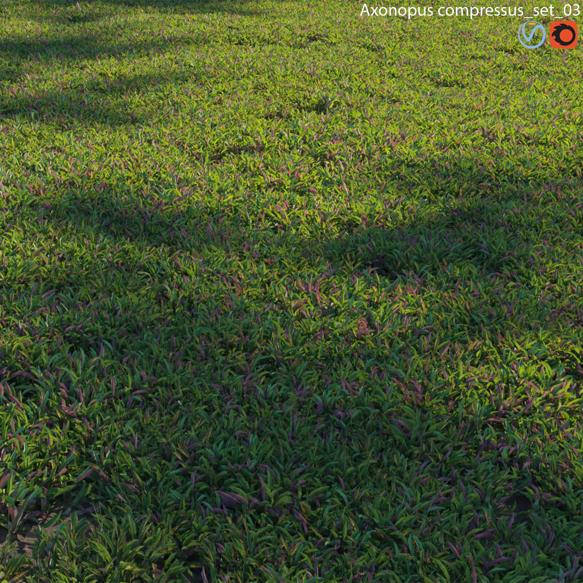 Axonopus compressus 03 3D model_1