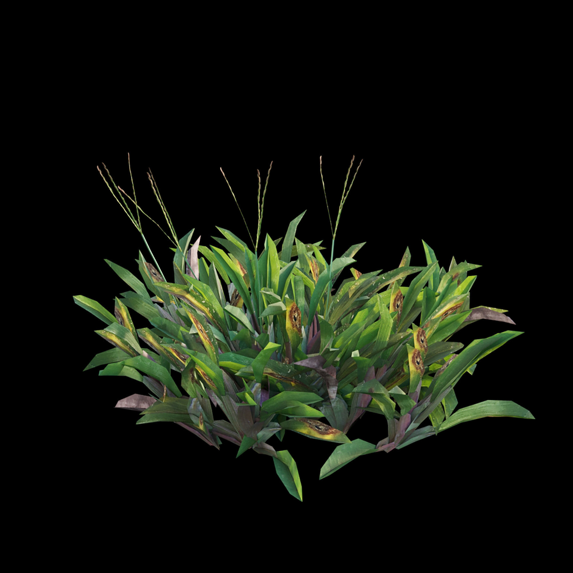 Axonopus compressus 03 3D model_4