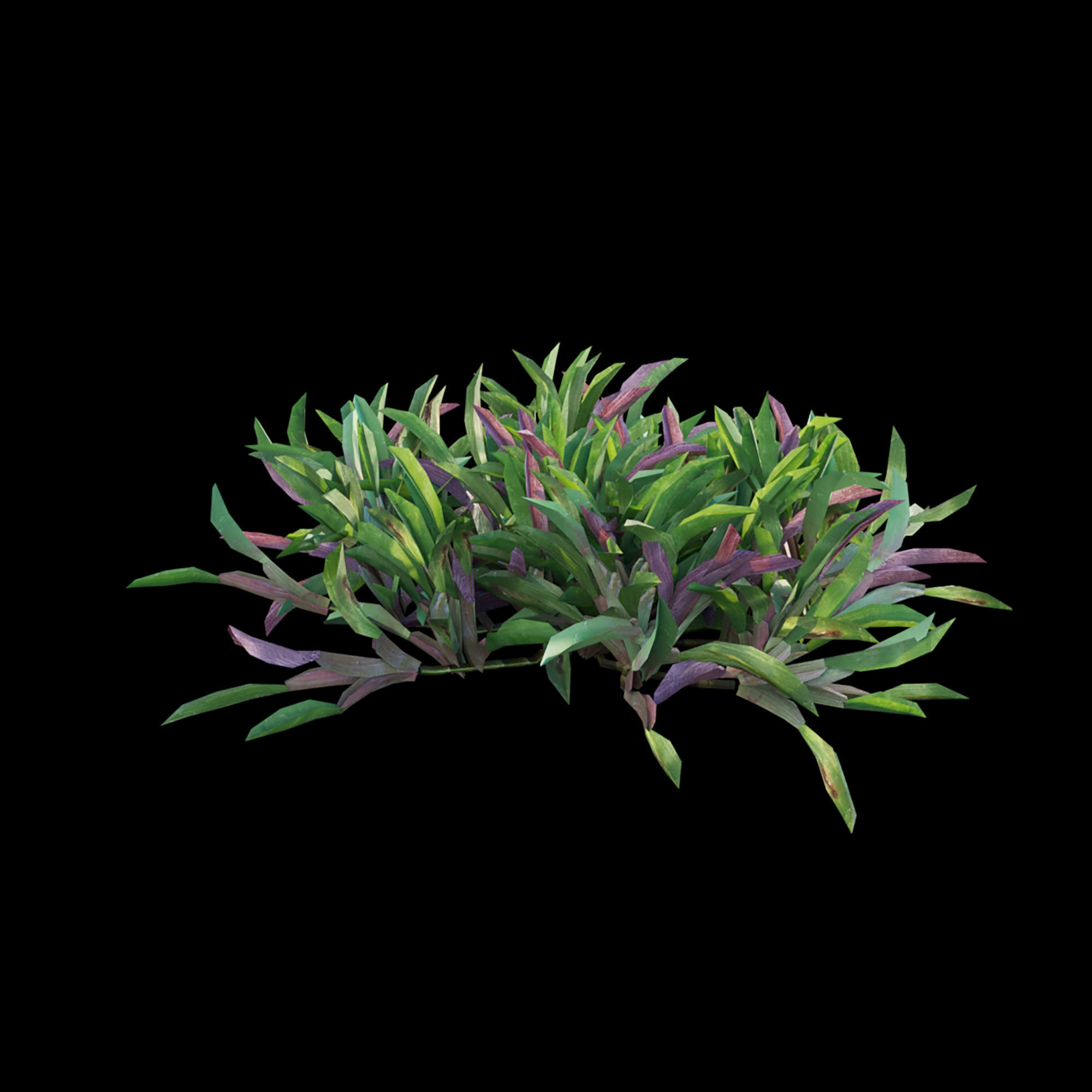 Axonopus compressus 03 3D model_3