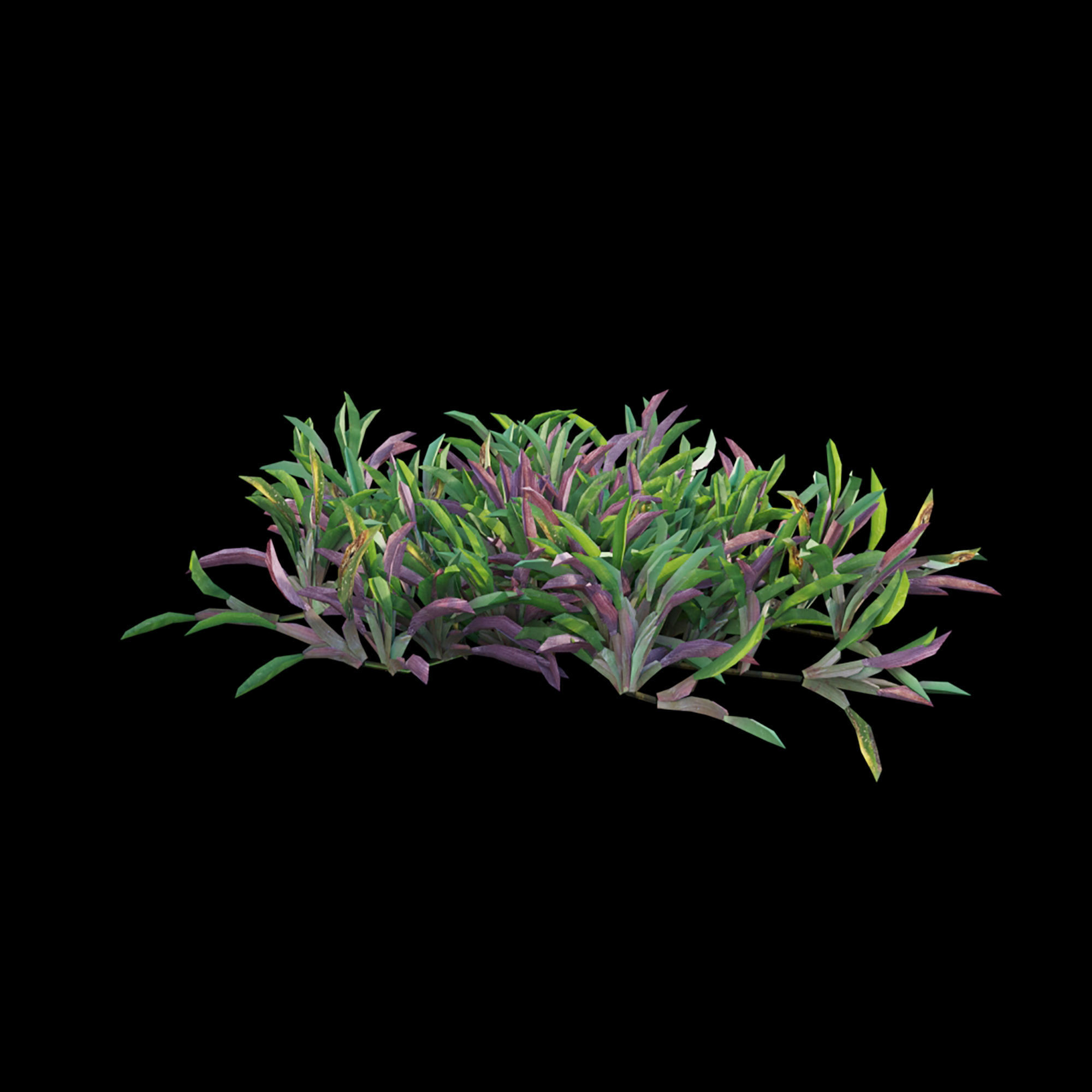 Axonopus compressus 03 3D model_2